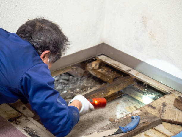 Best Mold Remediation  in Valmeyer, IL