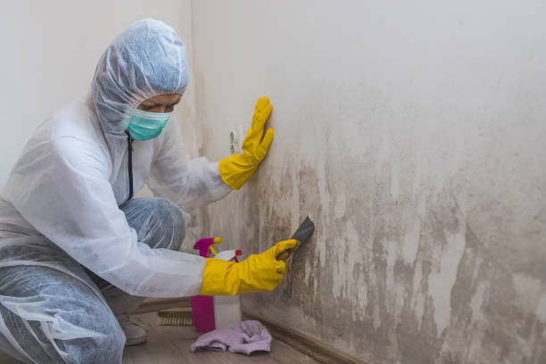Best Fast Mold Removal  in Valmeyer, IL