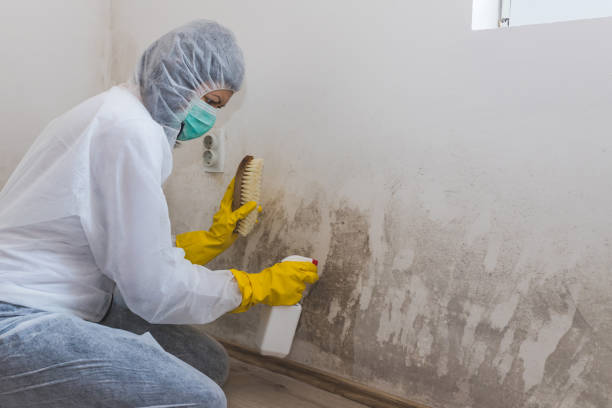 Best Crawl Space Mold Removal  in Valmeyer, IL