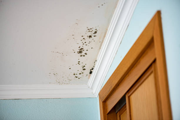 Best Attic Mold Removal  in Valmeyer, IL
