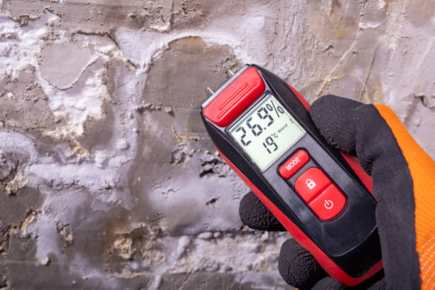 Best Mold Damage Repair  in Valmeyer, IL