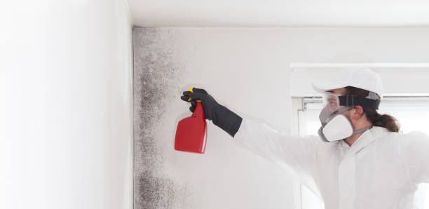 Crawl Space Mold Removal in Valmeyer, IL
