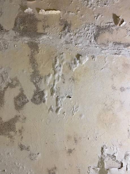 Best Professional Mold Removal  in Valmeyer, IL