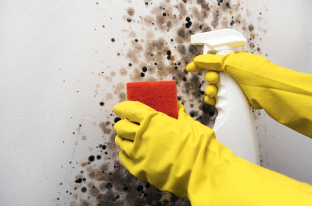 Best Home Mold Removal  in Valmeyer, IL