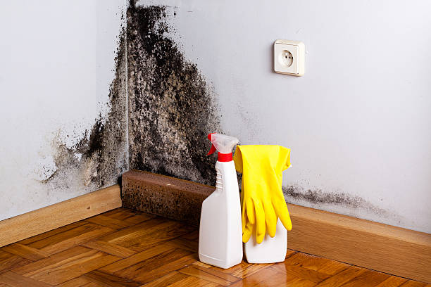 Best Mold Cleaning Services  in Valmeyer, IL