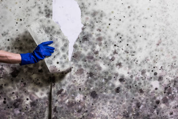 Office Mold Removal Services in Valmeyer, IL