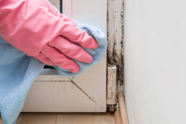 Best Certified Mold Removal  in Valmeyer, IL
