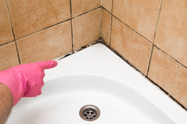 Professional Mold Removal in Valmeyer, IL