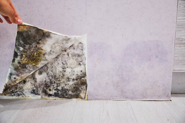 Attic Mold Removal in Valmeyer, IL